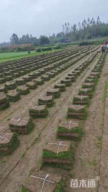 草卷状马尼拉草