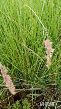 高度25厘米糖蜜草