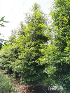 10公分金丝楠木