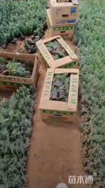 高度15厘米薰衣草