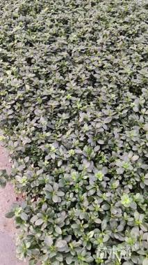 高度20厘米夏鹃