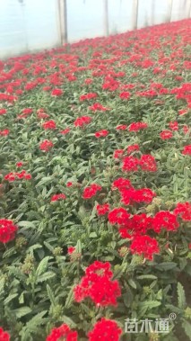 高度37厘米美女樱