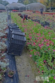 高度10厘米花烟草