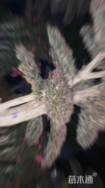10公分造型红花继木桩