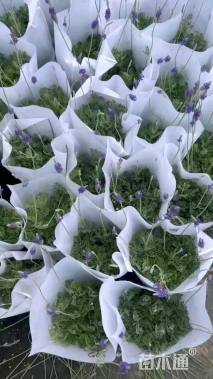 高度30厘米薰衣草