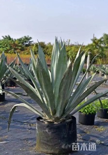 高度100厘米龙舌兰