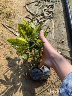 高度25厘米洒金珊瑚