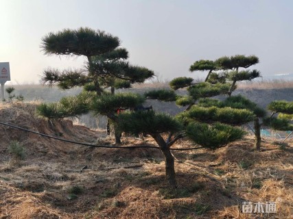 18公分造型黑松