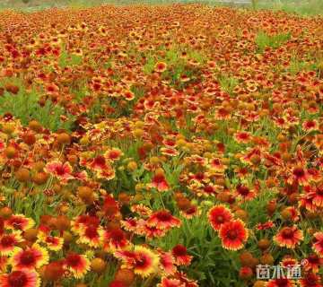 高度15厘米天人菊