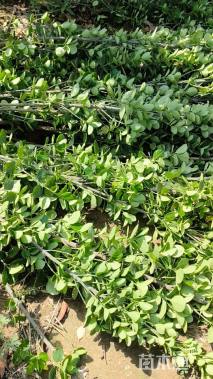 高度15厘米北海道黄杨