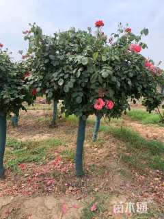高度150厘米高杆月季