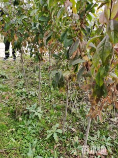 高度150厘米李子树