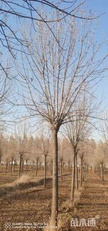 15公分金叶白蜡