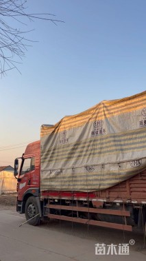 高度25厘米金叶满天星