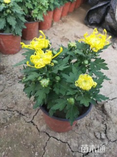 高度25厘米菊花