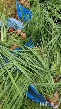 高度20厘米马莲