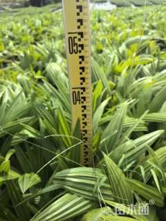 裸干高5厘米蒲葵