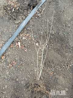 高度40厘米金叶水蜡