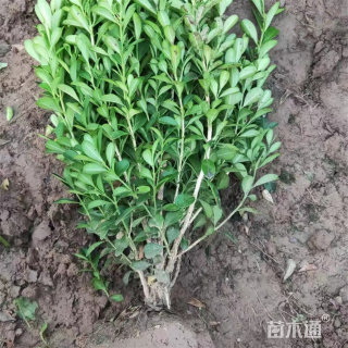 高度20厘米瓜子黄杨小苗