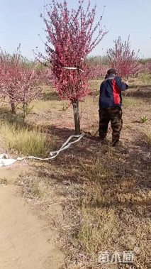 12公分紫叶碧桃