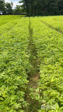 高度20厘米鸡脚连