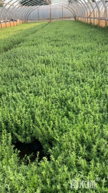 高度20厘米六月雪