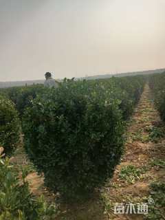 冠幅135厘米大叶黄杨球