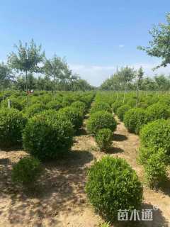 冠幅80厘米小叶黄杨球