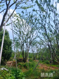 12公分丛生朴树