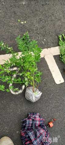 高度60厘米云南黄馨