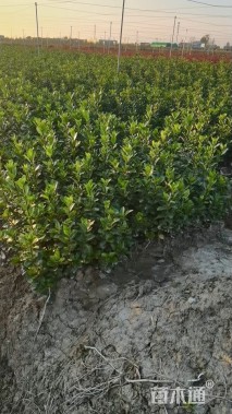 高度30厘米大叶黄杨