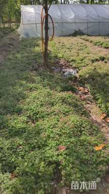 高度15厘米红花酢浆草