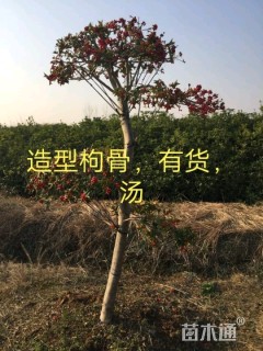 9.5公分造型枸骨