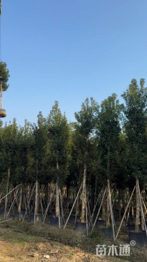 10公分金丝楠木