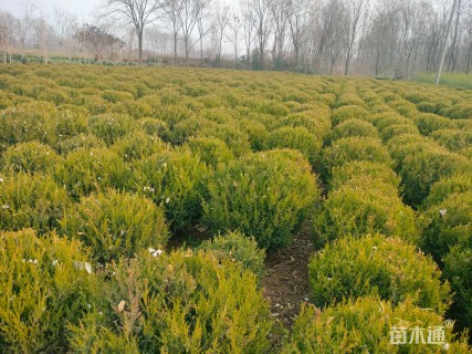 高度50厘米塔柏球