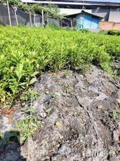 高度30厘米毛鹃