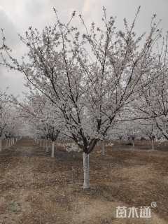 18公分染井吉野樱