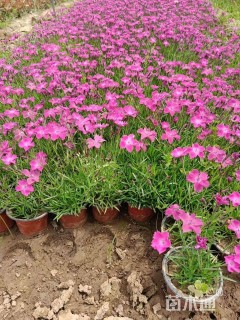 高度10厘米欧石竹