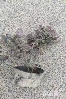 高度50厘米红花继木