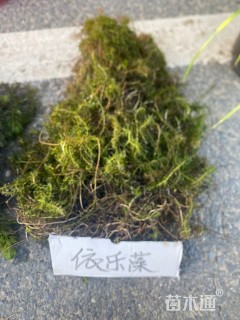 高度30厘米伊乐藻