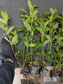 高度40厘米大叶栀子