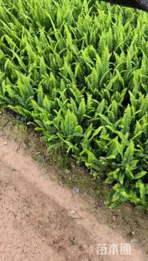 高度25厘米肾蕨