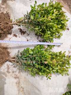 高度30厘米高山黄杨