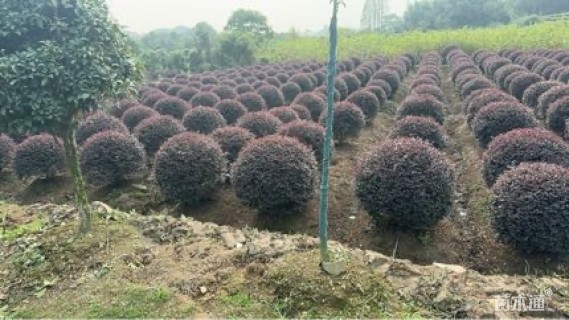 冠幅100厘米红花继木球