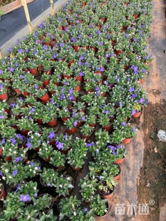 高度35厘米桔梗