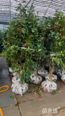 高度150厘米耐冬茶花