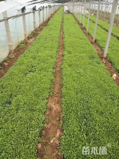 高度12厘米冰岛虞美人