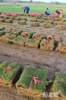 草卷状百慕大草