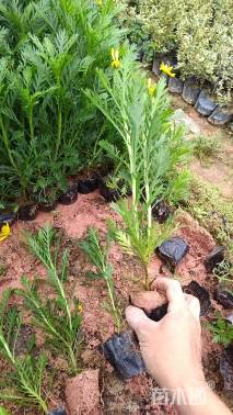 高度20厘米黄金菊