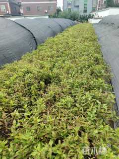 高度40厘米红王子锦带